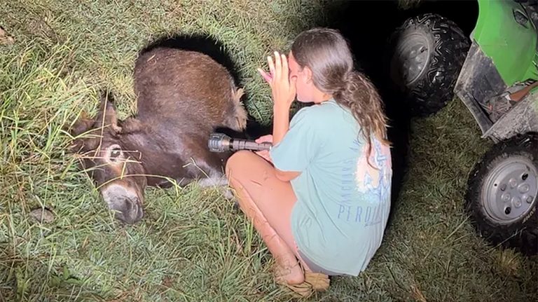 Rockmart family seeks justice after police officer kills pet donkey during missing‑child search