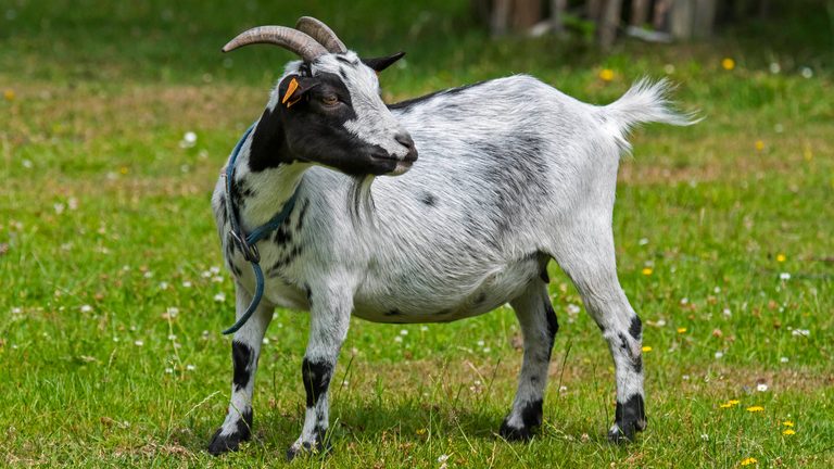 North Carolina child receives rabies shots after petting zoo goats test positive