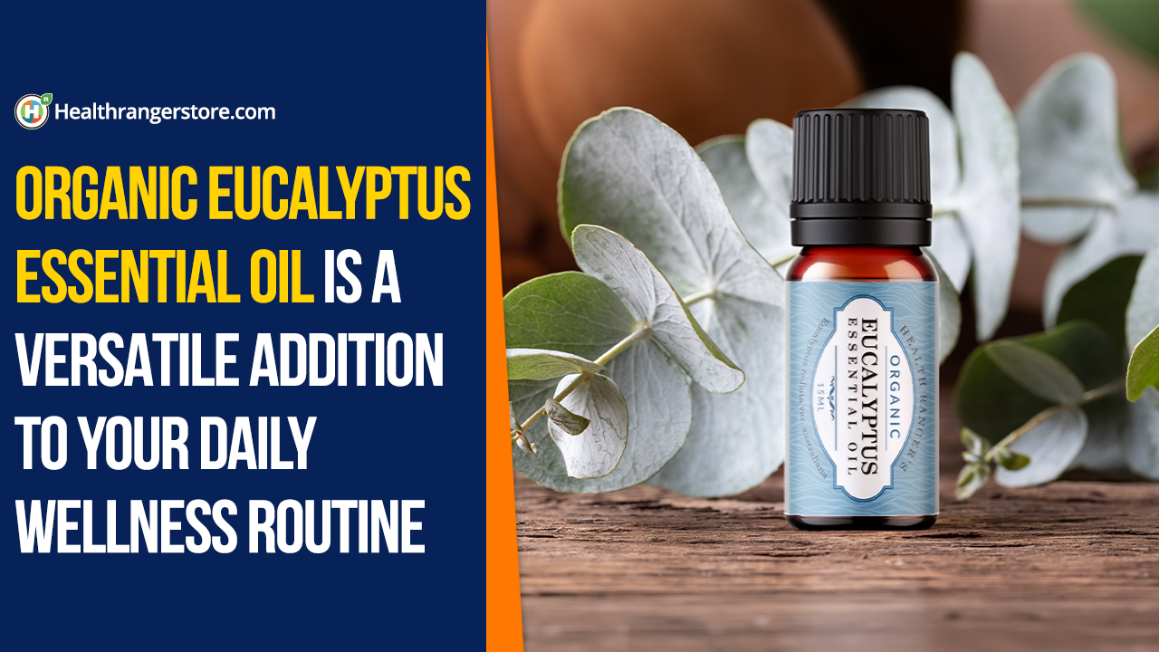 Organic Eucalyptus Essential Oil is a versatile addition to your daily wellness routine - Brighteon.com