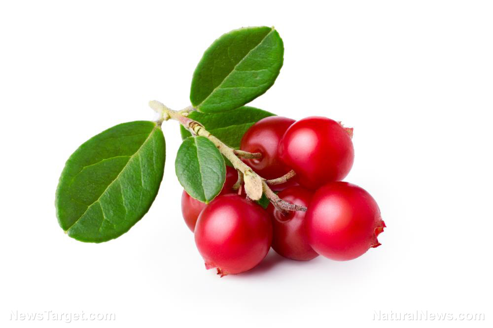 The Scandinavian superfruit: Lingonberries offer health benefits and culinary versatility   – NaturalNews.com