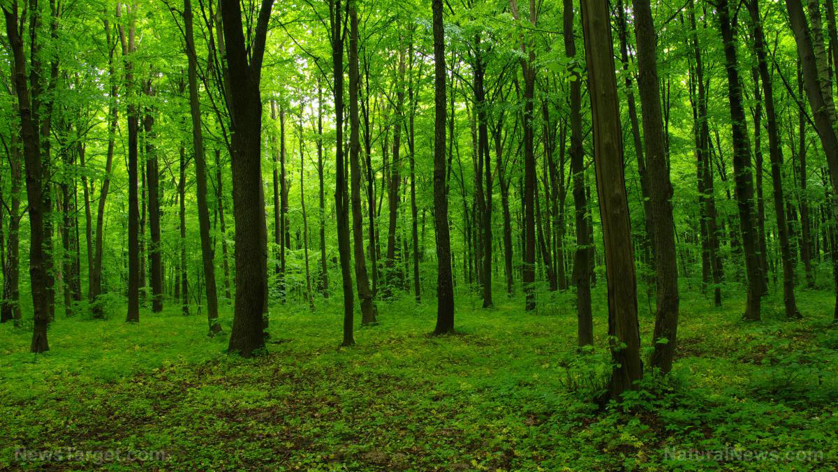 The unprescribed cure: Ancient forest practice cuts anxiety in half, exposing modern medicine’s blind spot   – NaturalNews.com