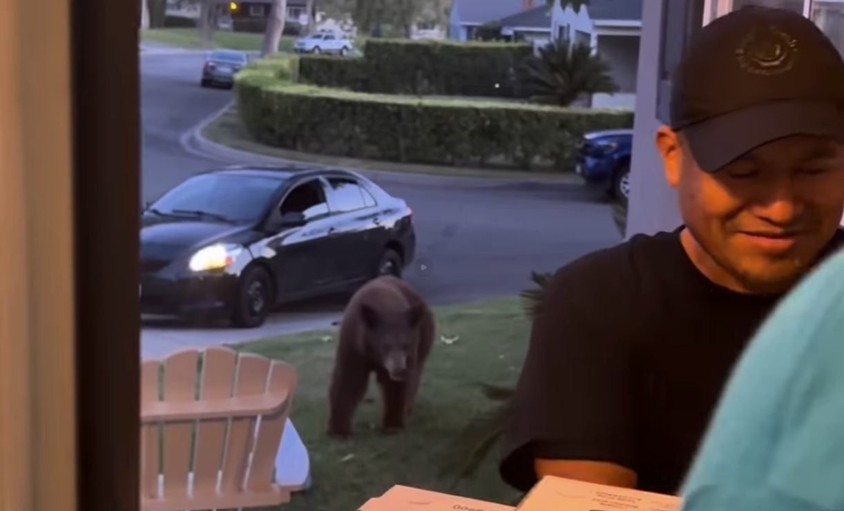 California Pizza Delivery Man Walks Right Past Black Bear To Deliver Food To Front Door | Whiskey Riff