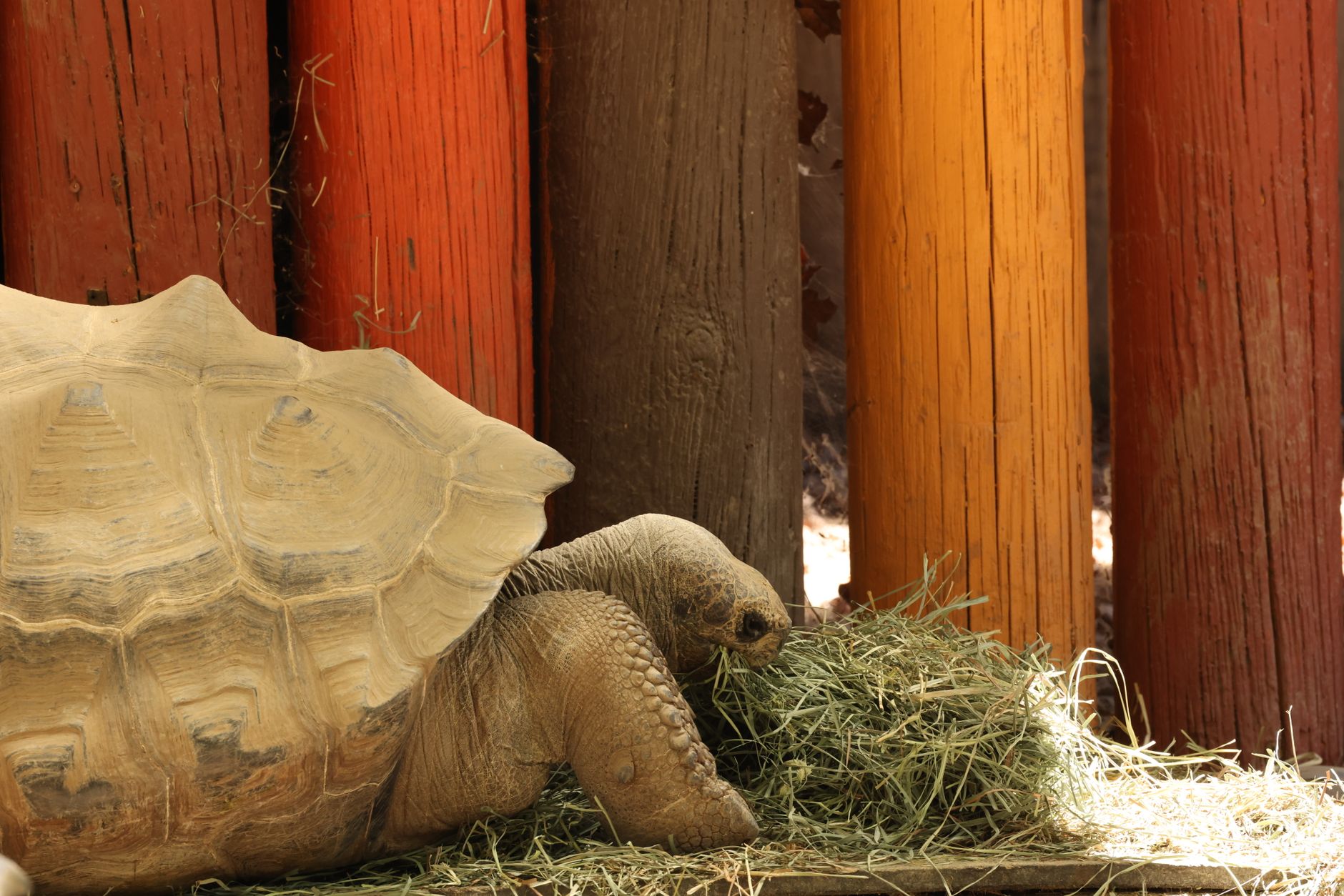 Frisco’s Wildest Family Adventure Is Hiding in Plain Sight at the Frisco Zoo