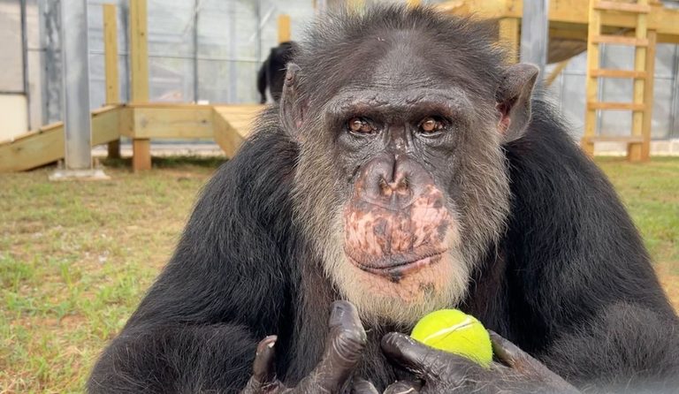 Chimp Haven expands sanctuary with new indoor wing and outdoor yards in Keithville