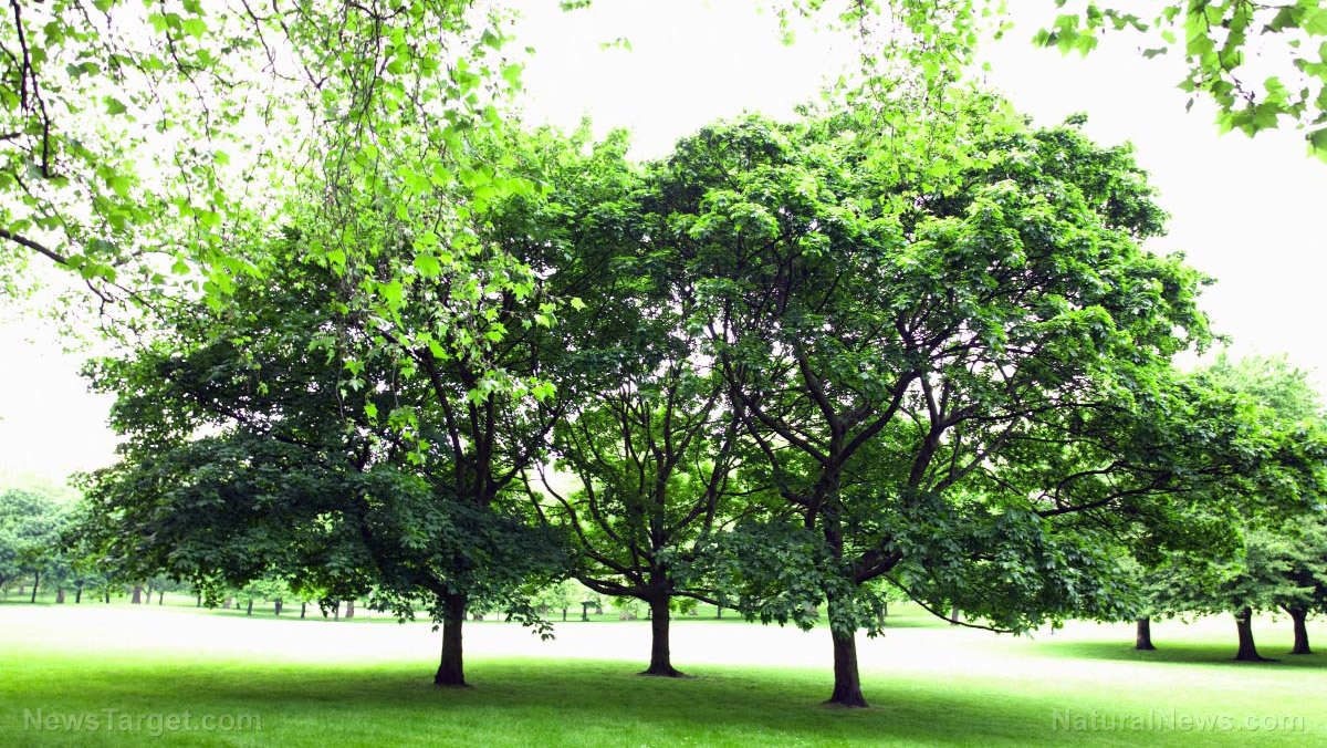 Study using AI links trees to lower risk of cardiovascular disease